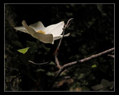 Dogwood Morning