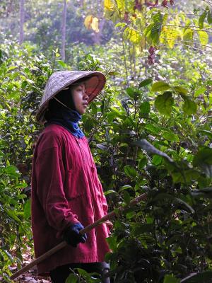 Coffee Harvester - Southern Laos