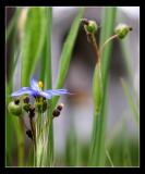 Blue Wild Flower