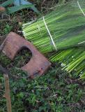 Grass Gathering - Thailand