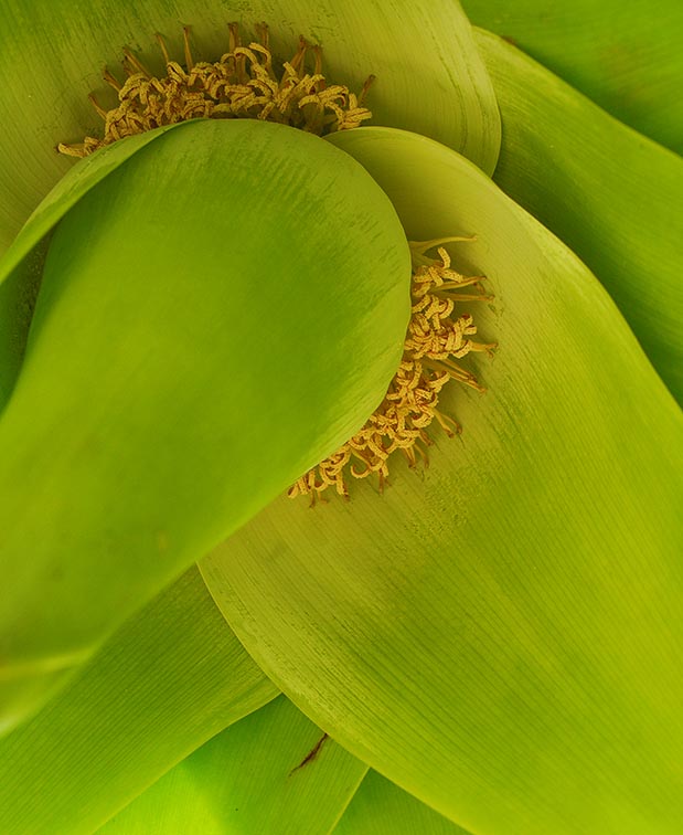 Banana Detail - Vientiane