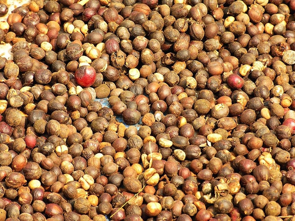 Drying Coffee - small village in Souther Laos