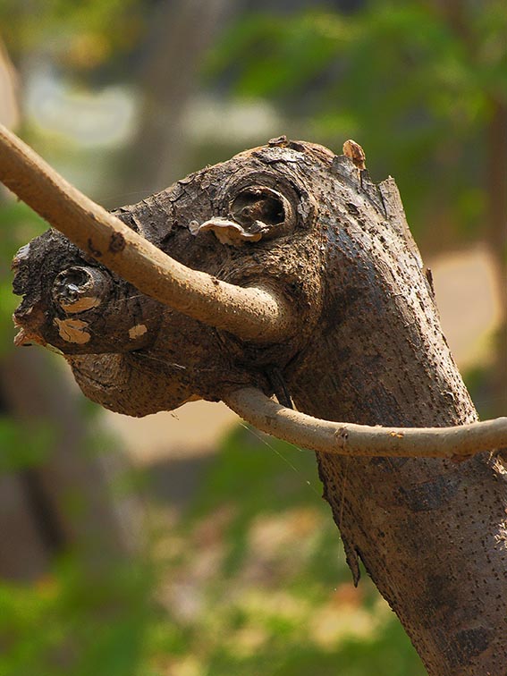 Tree Spirit