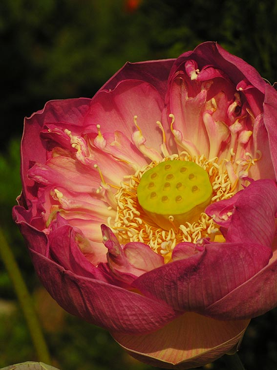 Opium Poppy?