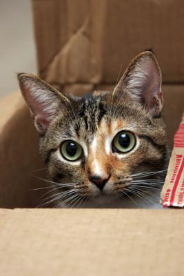 Chloe in a box