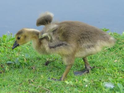 2 Week Old Gosling Wings