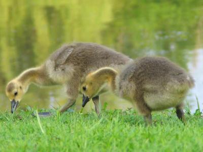 2 Week Old Goslings Standing