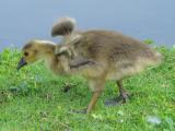 2 Week Old Gosling Wings