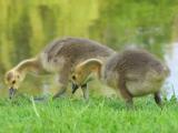 2 Week Old Goslings Standing