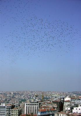 White Storks over Istanbul