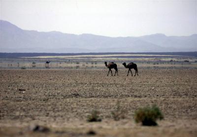 Camels at Merzouga
