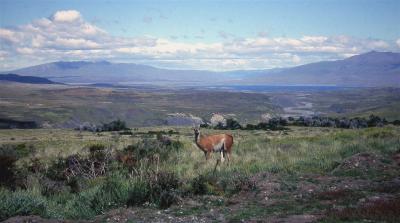 A Guanaco near Torres del Paine