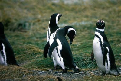 Magellanic Penguins