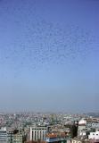White Storks over Istanbul