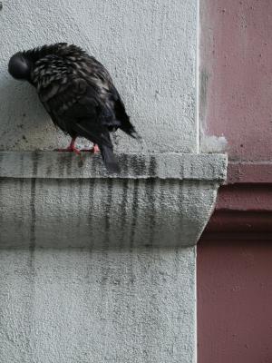 Pigeon