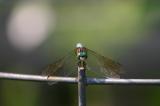 Dragon Fly