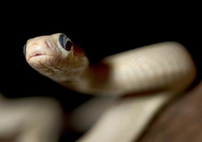 Texas Rat Snake (leucistic)