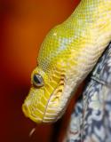 Green Tree Python