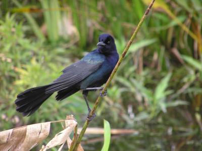 Grackle