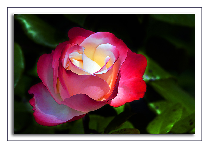 Strawberries and cream (2270)