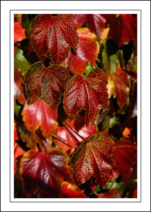 Rusty leaves, Abbotsbury