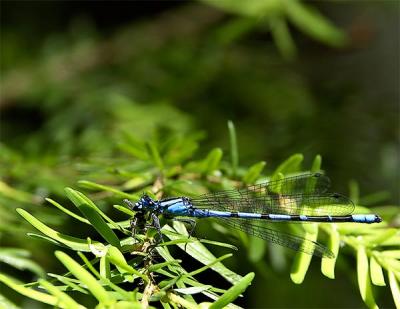 Wildlife