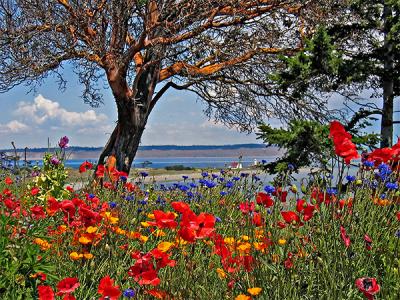 Port Townsend--A Touch of Color