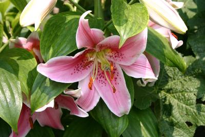 lillypink.jpg