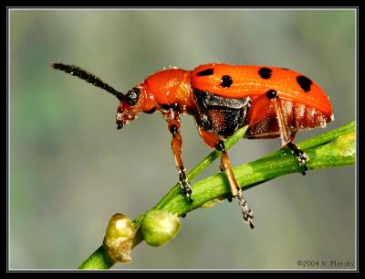 spotted asparagus beetle