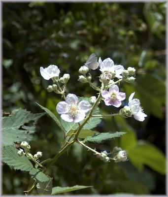 a blue on wild blackberry