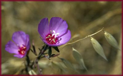 unknown wildflower