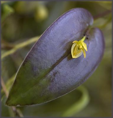 unknown pleurothallid