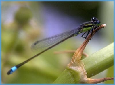 ramburs forktail - male