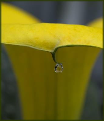 calla