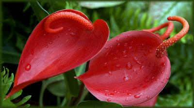 anthuriums as sweethearts