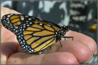 fostered Monarch