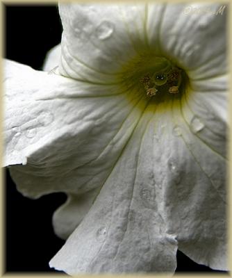 wet white petunia