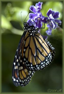 fostered Monarch III