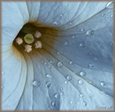 wet white petunia