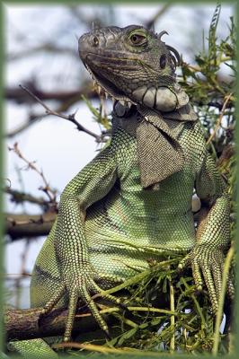 Iguana