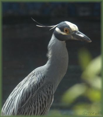 Yellow Crowned Night Heron