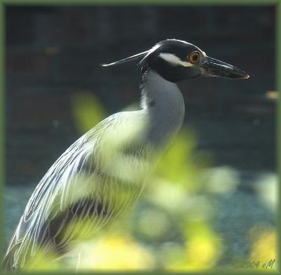 Yellow Crowned Night Heron