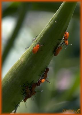 Milkweed Bug larvae