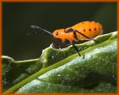 Milkweed Bug larva