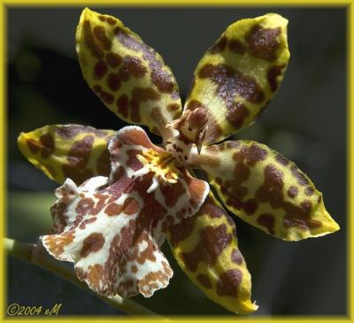 Oncidium alliance