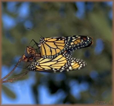mated Monarchs