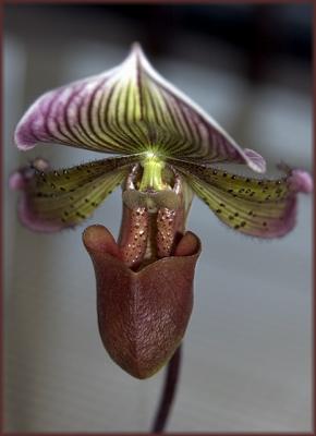 Paphiopedilum