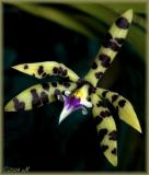 Encyclia prismatocarpum