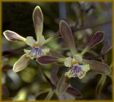 Encyclia