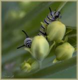 Monarch larva